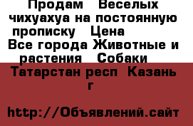 Продам.  Веселых чихуахуа на постоянную прописку › Цена ­ 8 000 - Все города Животные и растения » Собаки   . Татарстан респ.,Казань г.